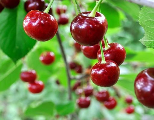 Buah Ceri Merah