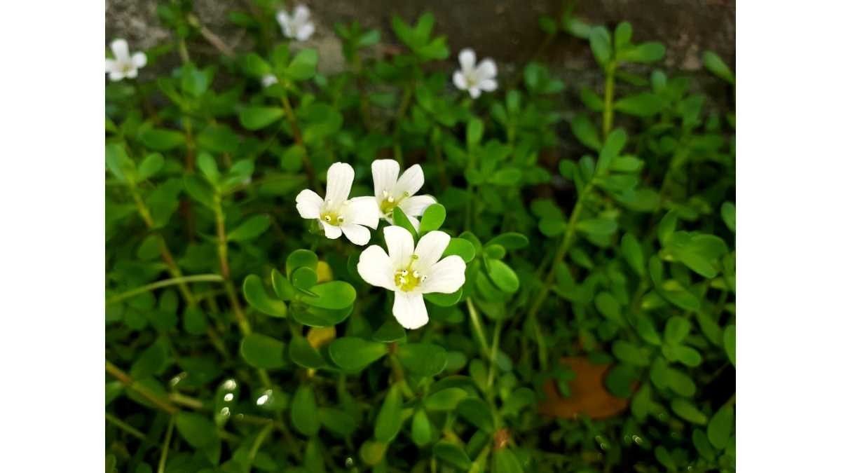 Manfaat Bunga Brahmi untuk Kesehatan