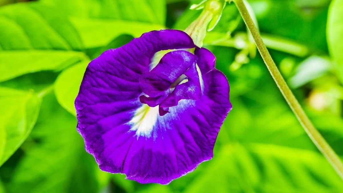 Efektifkah Bunga Telang untuk Mengatasi Rambut Rontok?