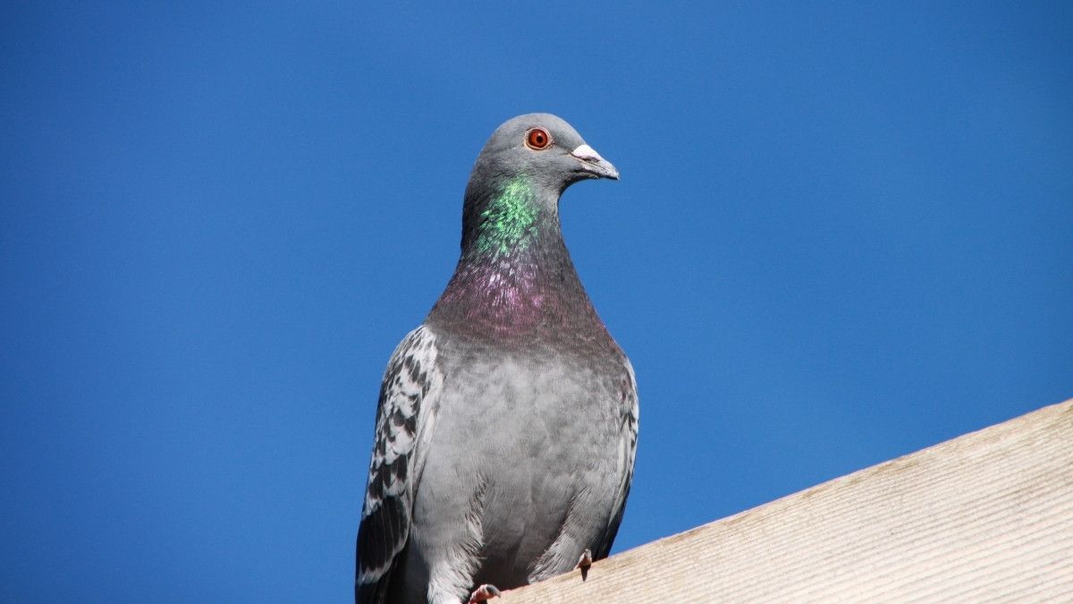 Konsumsi Daging Burung Dara, Adakah Manfaatnya?