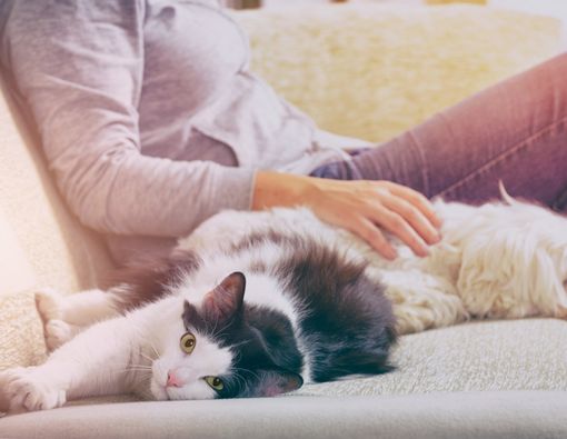 Penderita Autoimun Tak Boleh Punya Hewan Peliharaan? Ini Faktanya!