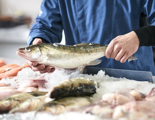 Bunda, Ini Jenis Ikan yang Baik untuk Kecerdasan Anak