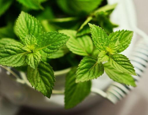 15 Manfaat Daun Mint dan Cara Mengolahnya yang Baik untuk Kesehatan