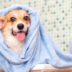 10 Rekomendasi Bedak Untuk Anjing