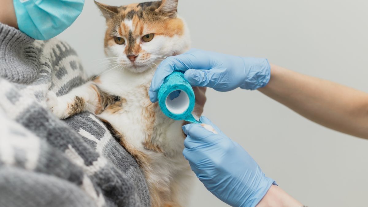 9 Penyebab Kaki Kucing Bengkak dan Cara Mengobatinya