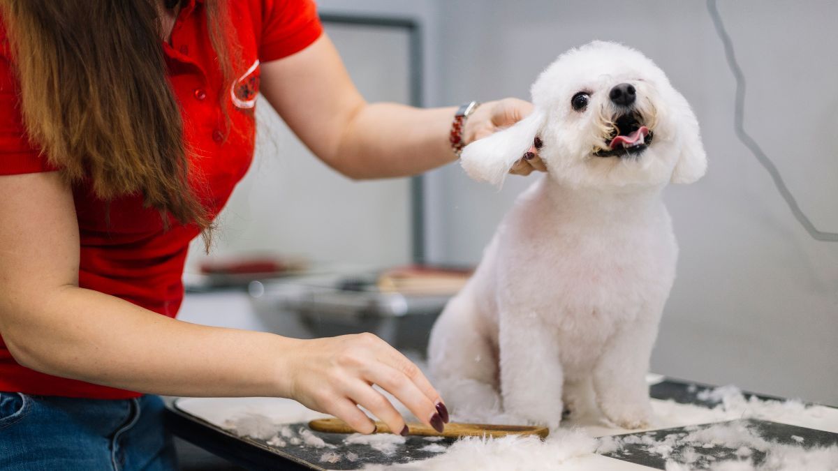 Apa itu Grooming Anjing?