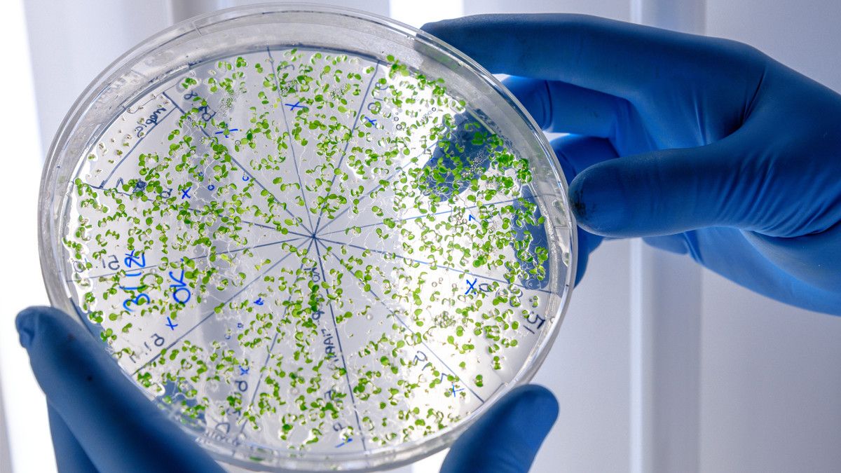 Mengenal Germophobia, Rasa Takut Berlebih Terhadap Bakteri