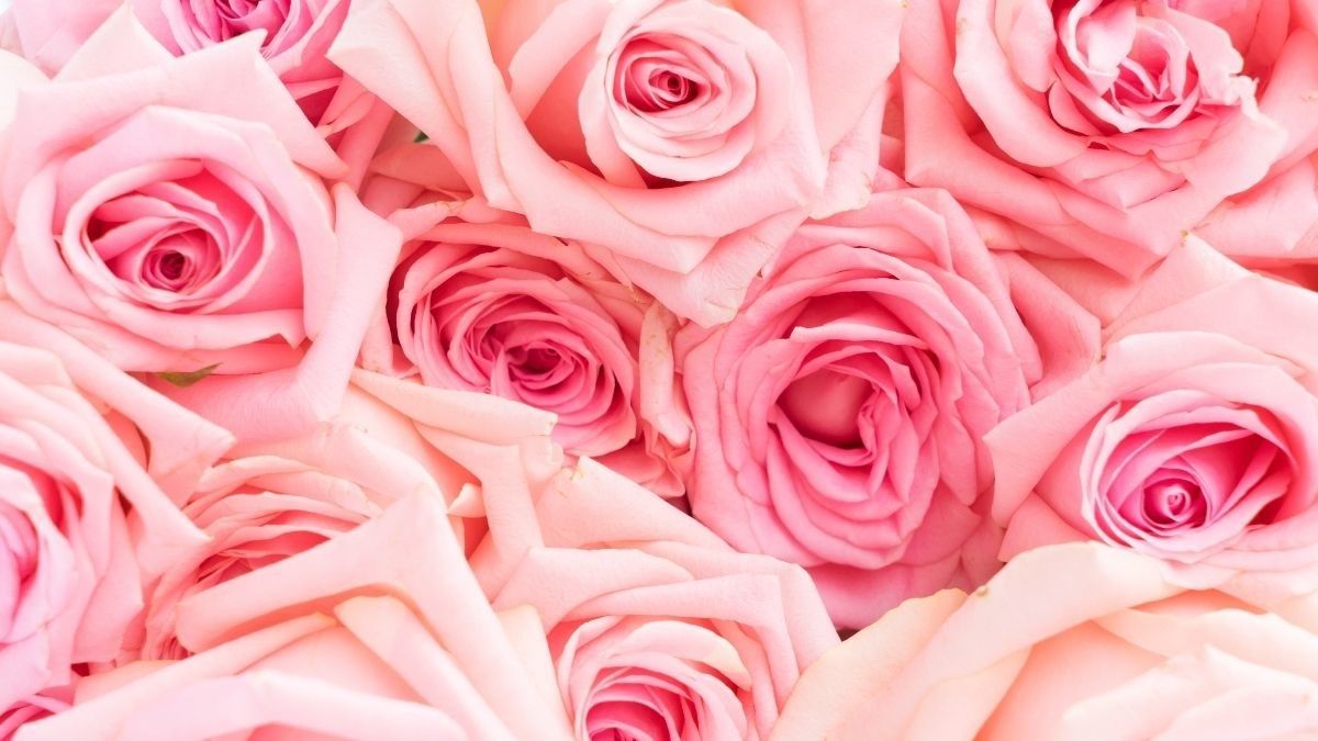 Ragam Manfaat French Rose untuk Skincare Routine