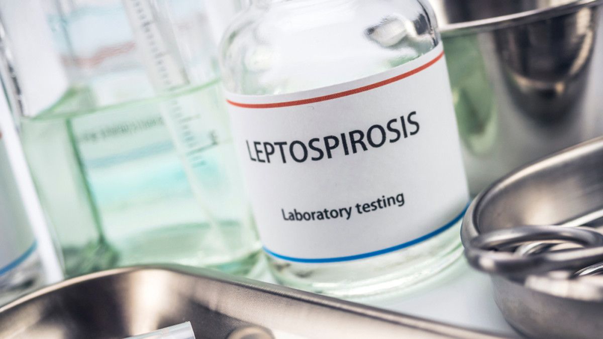 Komplikasi Leptospirosis yang Perlu Anda Ketahui dan Waspadai