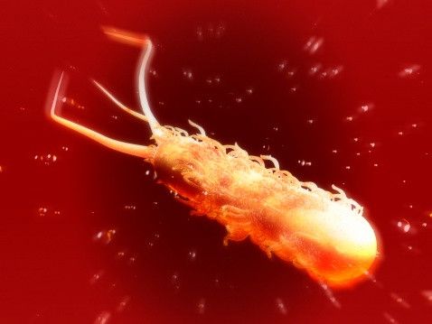 Indonesia Mewaspadai Kemungkinan Ancaman E-coli