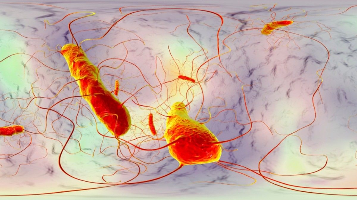 Clostridium Difficile, Bakteri Pembunuh yang Mematikan?