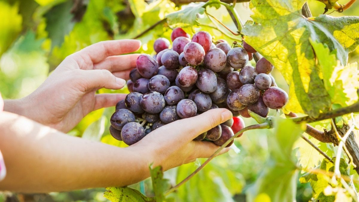 10 Manfaat Buah Anggur Untuk Kesehatan Tubuh