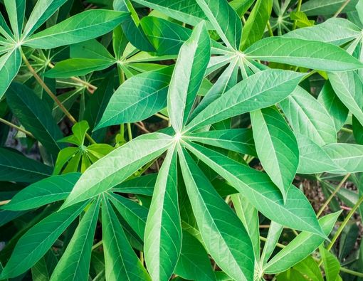 Manfaat Daun Singkong untuk Ibu Hamil