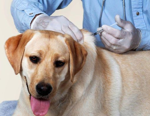 Catat, Ini Jenis Vaksin Anjing, Manfaat, dan Jadwalnya 