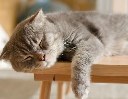 20 Ciri-Ciri Kucing Sakit yang Harus Diwaspadai