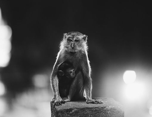 Virus Monkey B Muncul di Tiongkok, Kenali Bahayanya