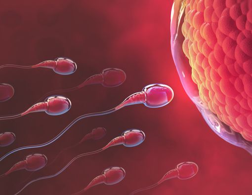 Porno foto galereyasi transvestitlarni muvofiqlashtiradi