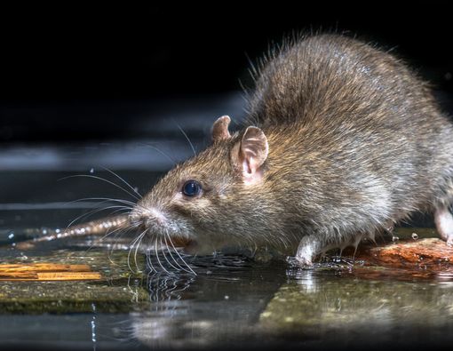 Info Kencing Tikus Penyebab Difteri Beredar Lagi, Bagaimana Faktanya?