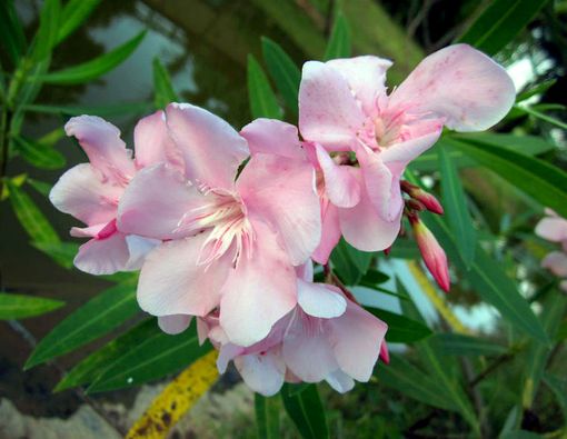 Jenis-Jenis Tanaman Paling Mematikan di Dunia