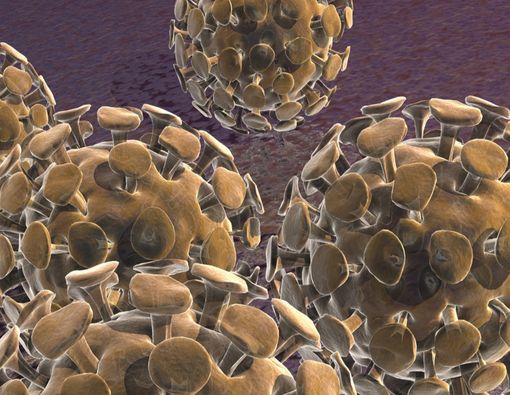 Hati-hati Virus Corona, Ini Pertolongan Pertama untuk Mengatasinya