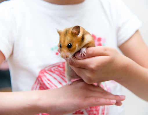 Punya Binatang Peliharaan Bikin Tubuh Lebih Sehat?