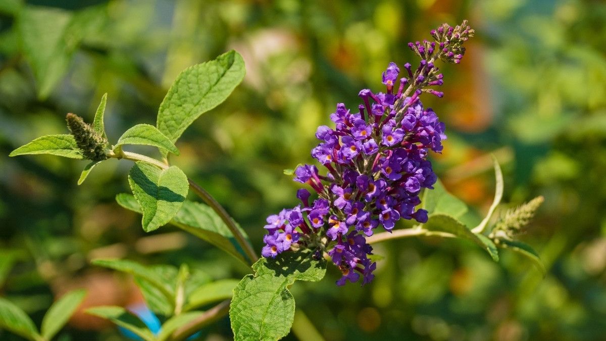 Manfaat Chasteberry untuk Kesehatan Sistem Reproduksi Wanita