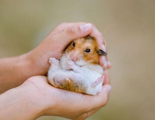 Ini 10 Cara Merawat Hamster yang Benar 