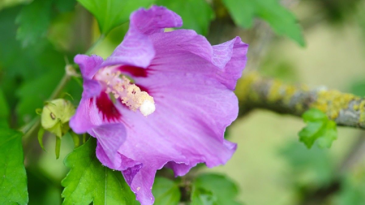 Manfaat Bunga Hibiscus untuk Kecantikan Kulit