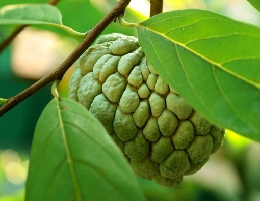 Manfaat Buah Srikaya untuk Ibu Hamil