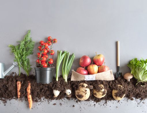 Inilah Beberapa Kelebihan Makanan Organik