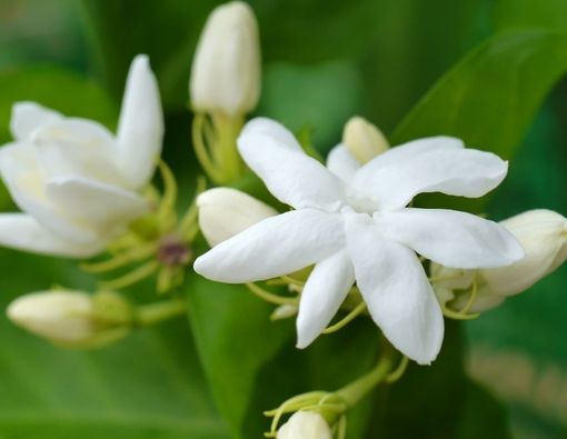 Tak Selalu Hal Mistis, Ini Manfaat Makan Bunga Melati