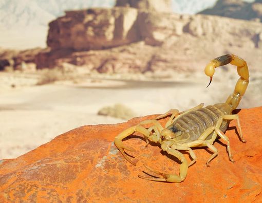 Benarkah Racun Kalajengking Dapat Mengobati Malaria?