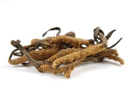 Atasi Masalah Pernapasan dengan Cordyceps