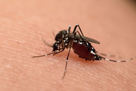 Mitos Keliru seputar Gigitan Nyamuk