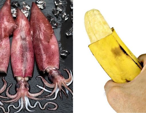 Heboh Masturbasi dengan Cumi-Cumi, Ini Bahayanya!