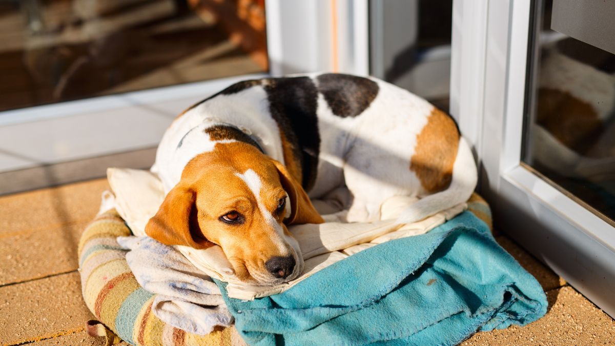 Ciri-Ciri Anjing Cacingan 