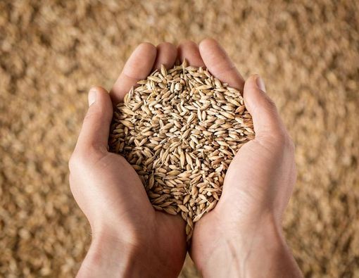 Gandum Utuh Bermanfaat bagi Diabetes, Benarkah?