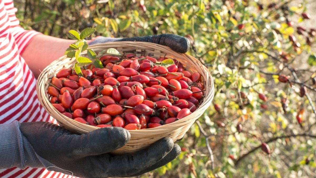 Manfaat Mengonsumsi Rosehip Bagi Ibu Hamil