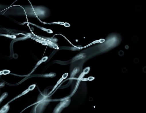 Suhu Testis Pengaruhi Kesuburan Pria, Benarkah?