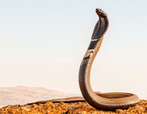 Digigit Ular King Kobra? Segera Gunakan SABU di Rumah Sakit Ini!