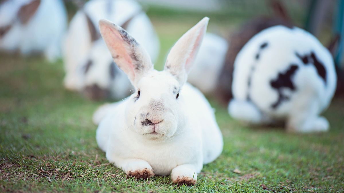 Kenali Ciri-Ciri Kelinci Hamil dan Mau Melahirkan