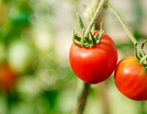 Bukan Cuma Taoge, Tomat Juga Bermanfaat untuk Kesuburan