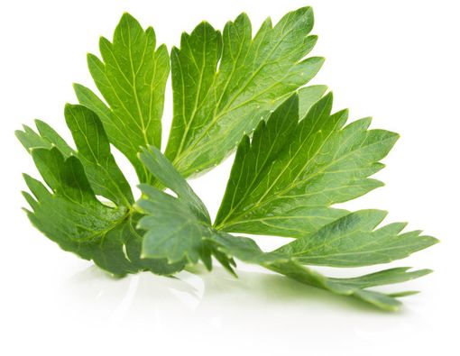 4 Manfaat Daun Seledri yang Belum Anda Ketahui