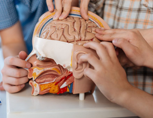 Mengenal Fungsi Hipotalamus dan Masalah Kesehatannya