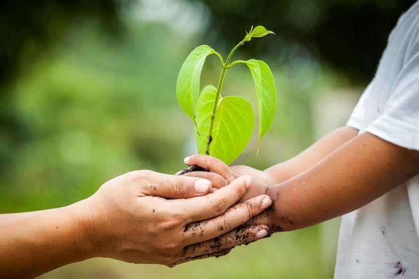 Ajarkan Peduli Lingkungan Pada Anak dengan Menanam Pohon