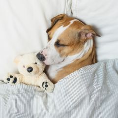 Menjaga Kebersihan Anjing Agar Layak Tidur di Kamar Tidur