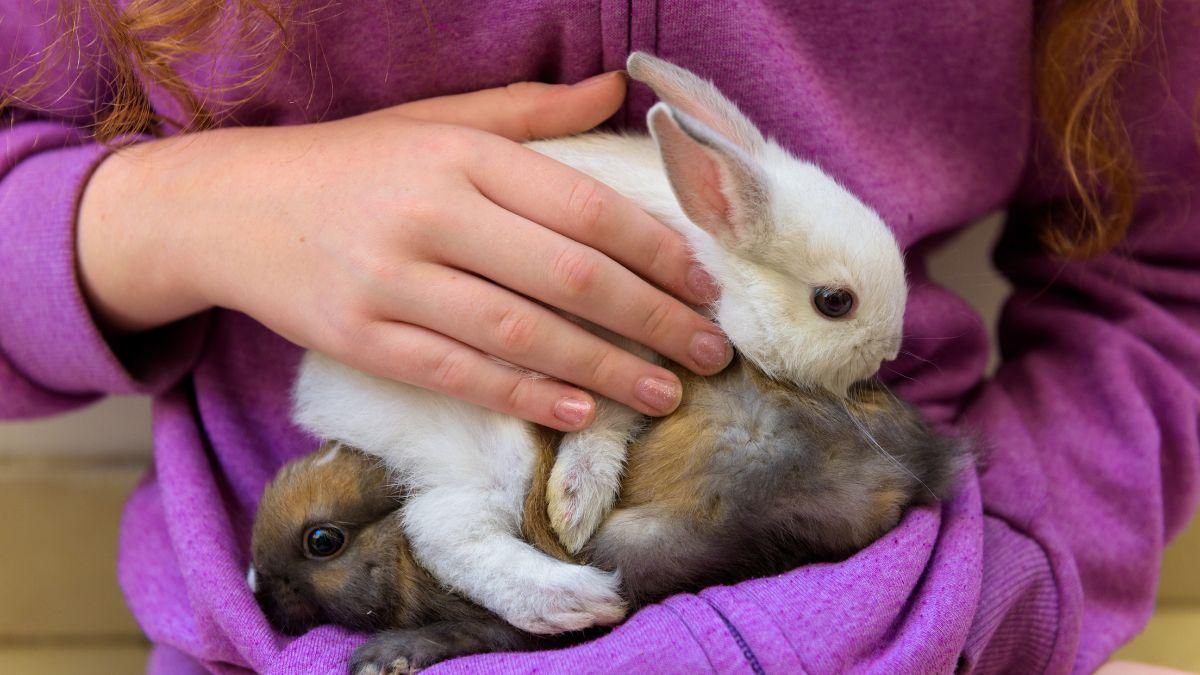 Gunakan Shampo Khusus Kelinci 