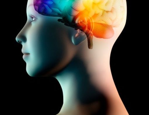 Ukuran Amygdala Dalam Otak Menentukan Luasnya Jaringan Sosial Anda