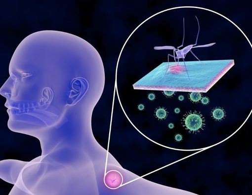 Bahaya Virus West Nile yang Perlu Kamu Waspadai