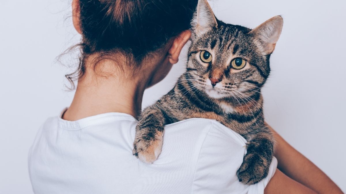 Kucing Bisa Tularkan Cacing Pita ke Manusia, Ini Faktanya